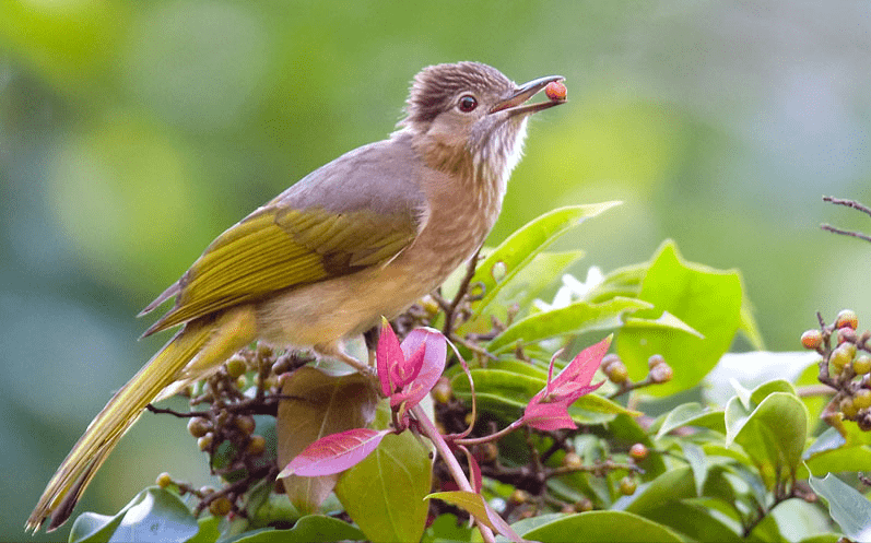 560张鸟儿高清图之鸣禽(一)_金丝雀_朱雀_鸟类