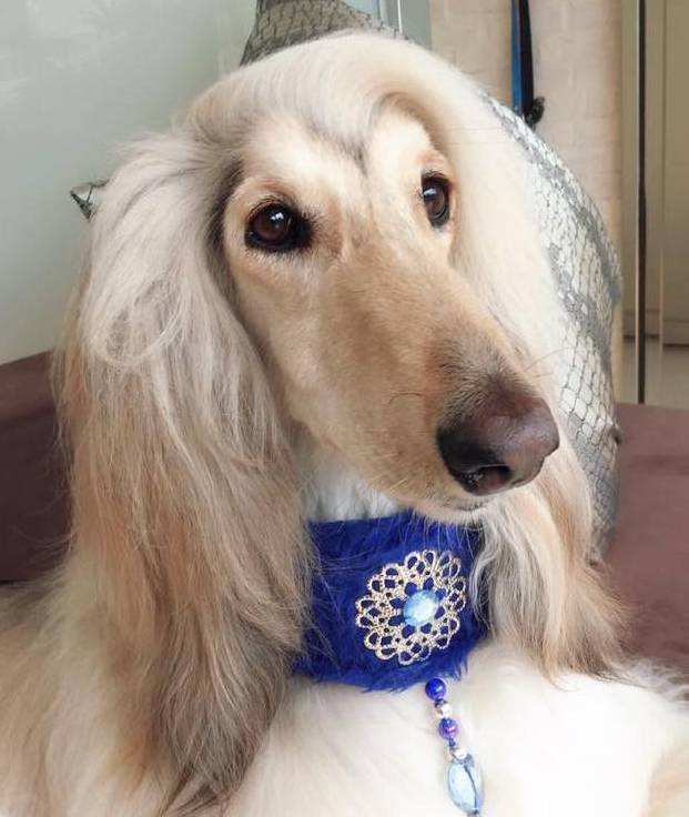 这只阿富汗猎犬carrie天生拥有一头秀丽顺滑的头发和公主般的气质,而