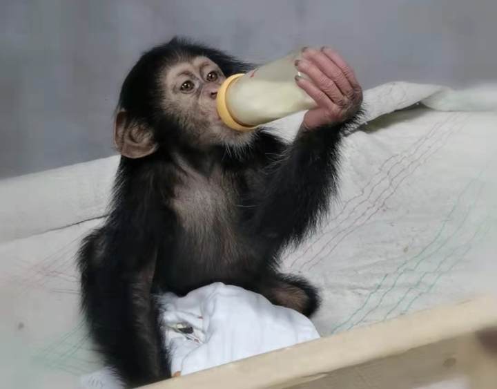 原創想喝奶先做個引體向上吧杭州動物園首隻人工育幼黑猩猩寶寶成長