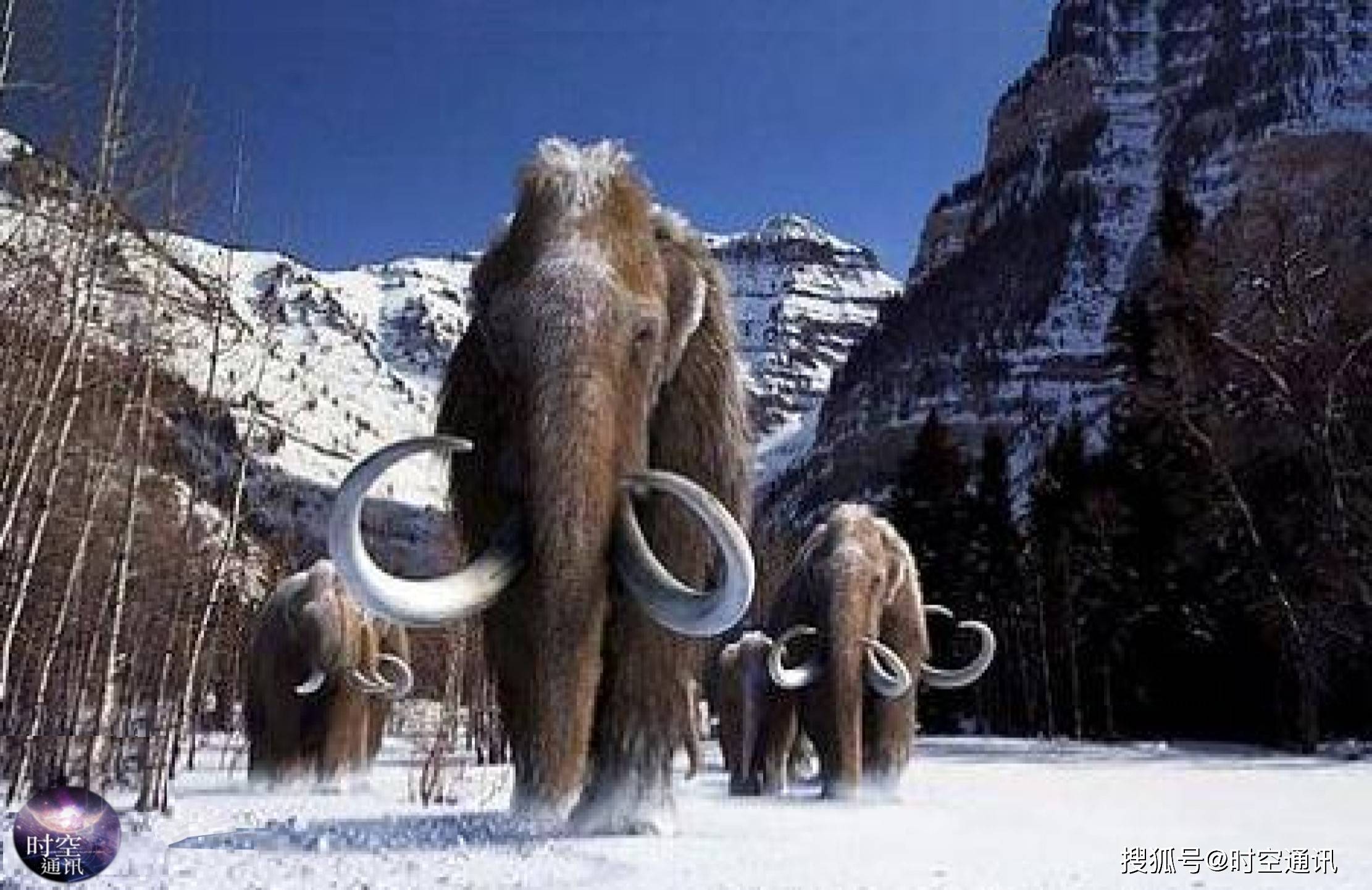 冻土层屡屡惊现猛犸象,带给人类那些警示和影响?_复活_遗骸_进化