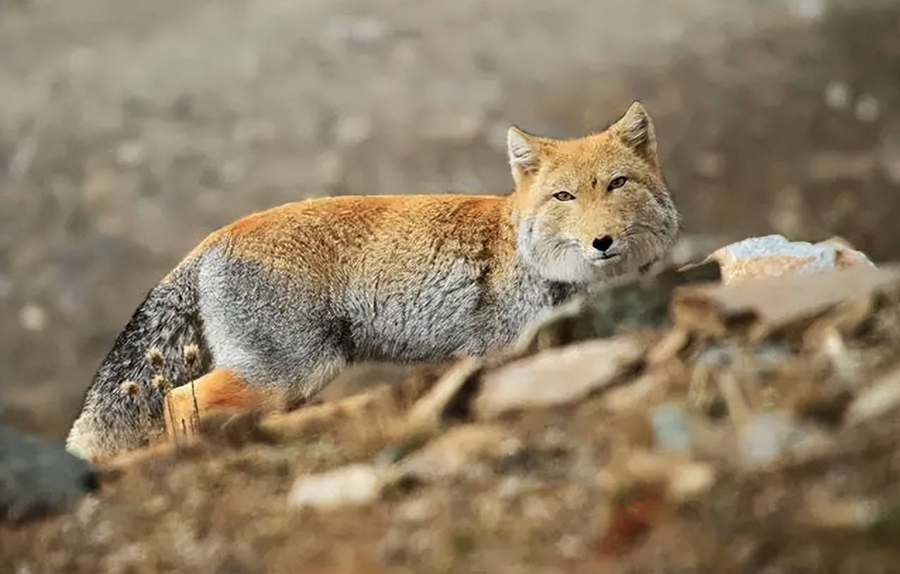 祁连山5只藏狐幼崽出洞玩耍夹缝中求生既躲避金雕又防范兔狲