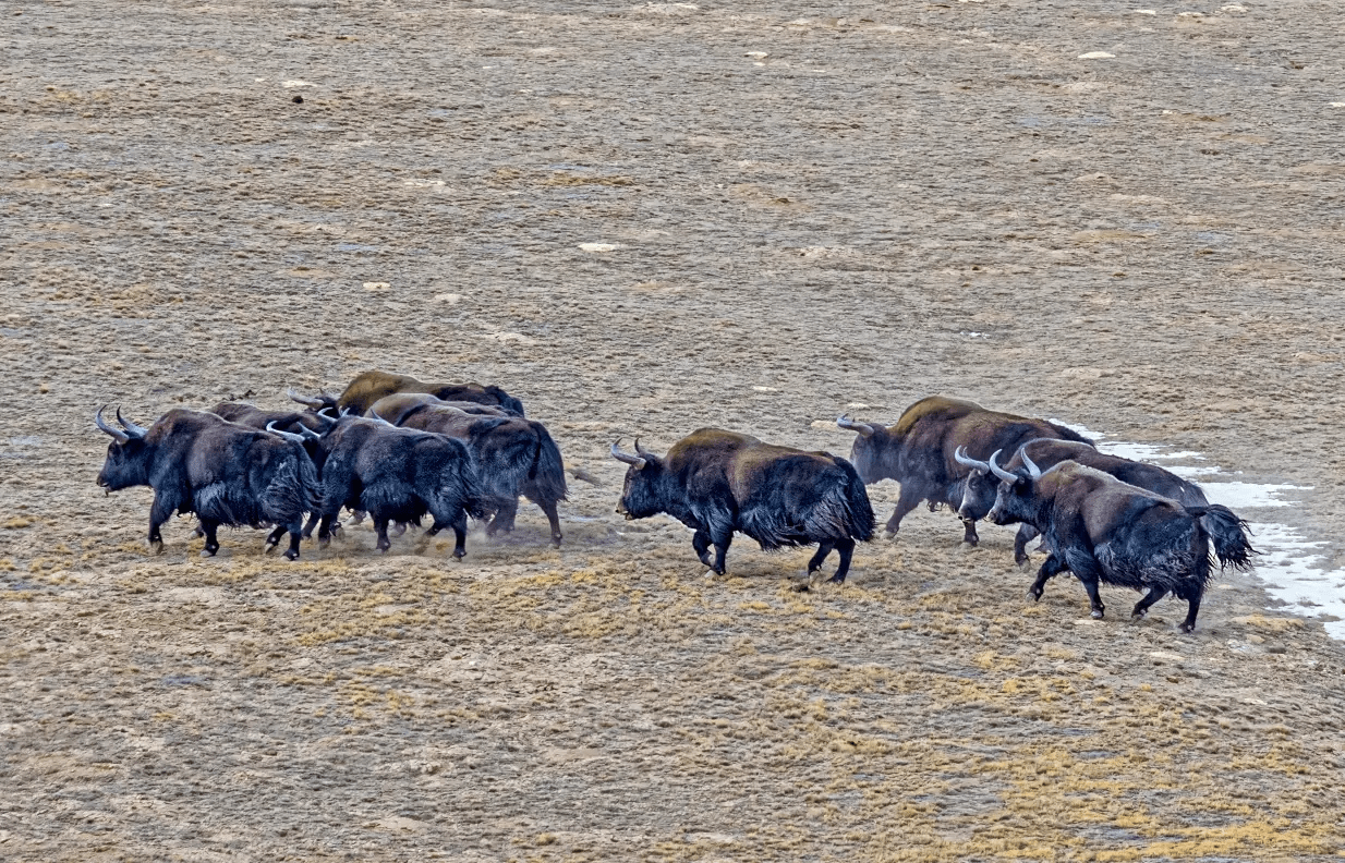 青海三江源野牦牛多厉害?