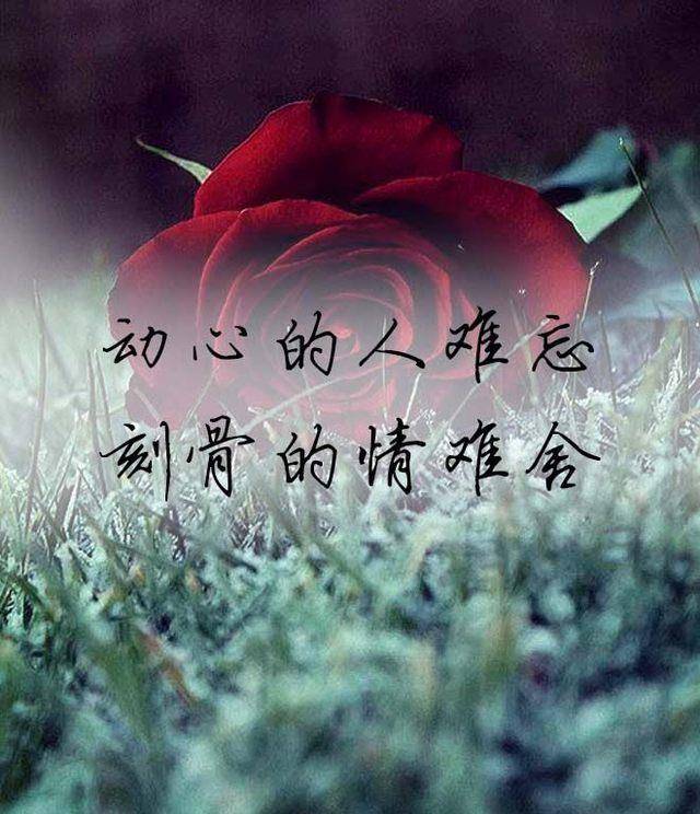 是每一对有缘相见的恋人,都有相守一生的缘分,这一场唯美爱恋情深缘浅