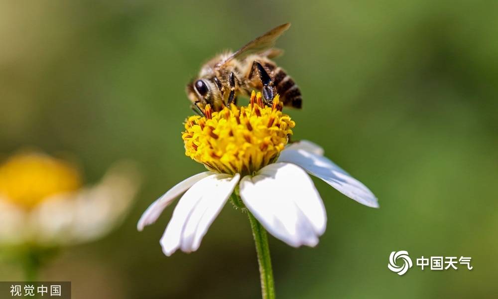 原创春天拍了拍你小动物们尽享春日闲暇