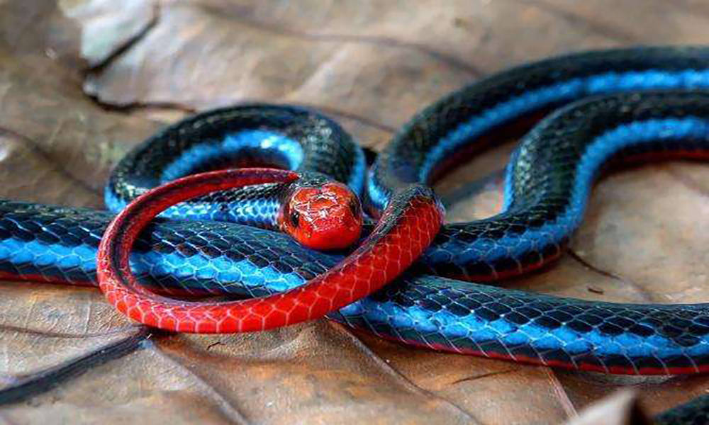 原创全球致命的十大毒蛇分别是谁它们的毒液有着怎样的危险
