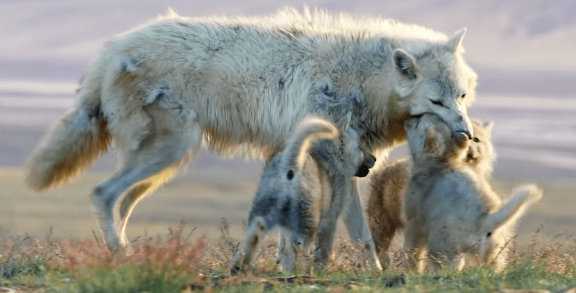 原创狼妈妈面对机械狼崽子的奇怪举动证实了狼到底有多聪明