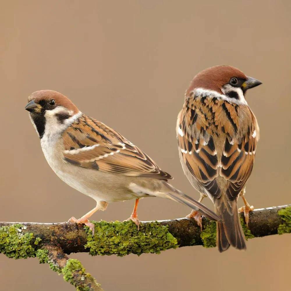 麻雀的寿命很长吗?为什么很少见到它的尸体?_鸟类_地方_体型