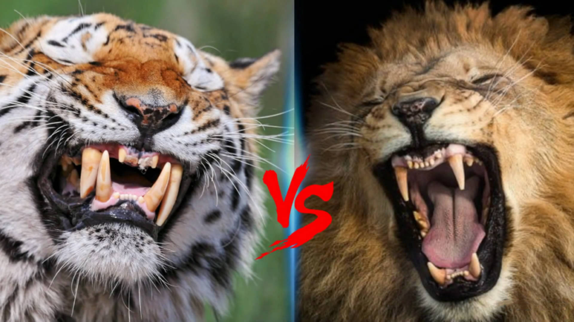致命刃齿虎vs拟狮图片