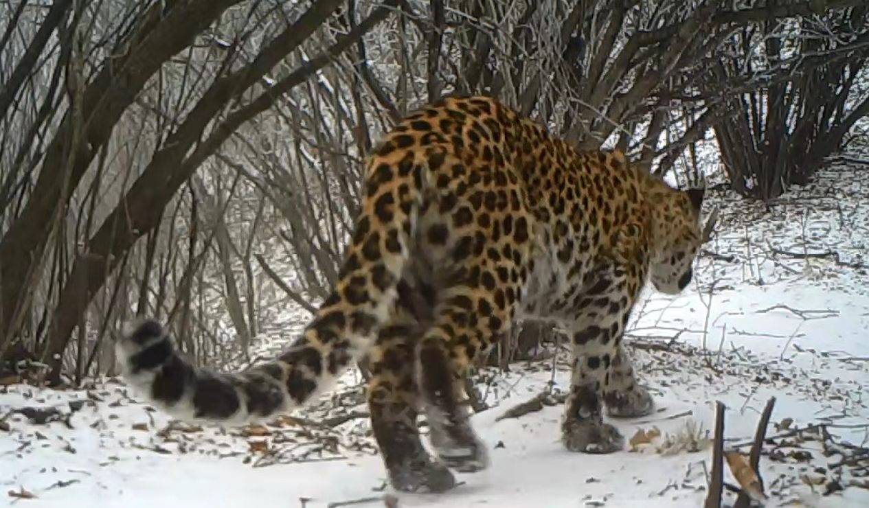 原创河北驼梁今年已两次出现华北豹身影