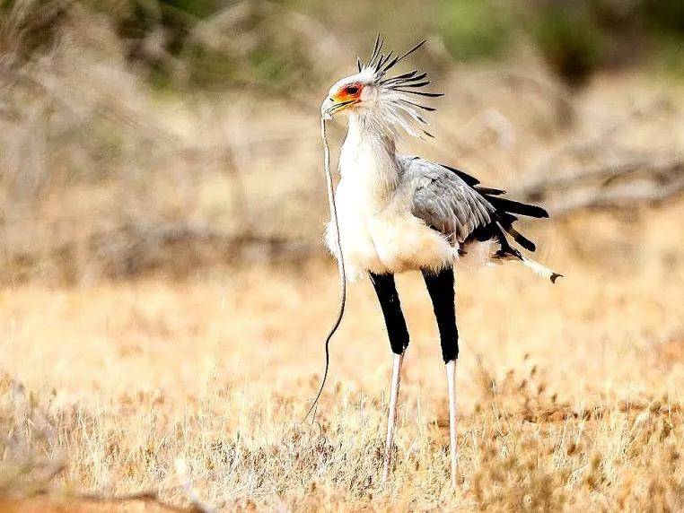 原创高颜值的吃蛇大宝宝蛇鹫