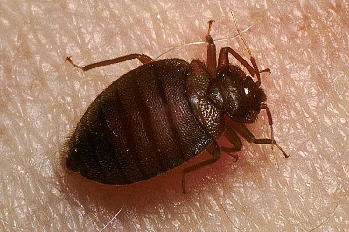 血液_蚊子_跳蚤