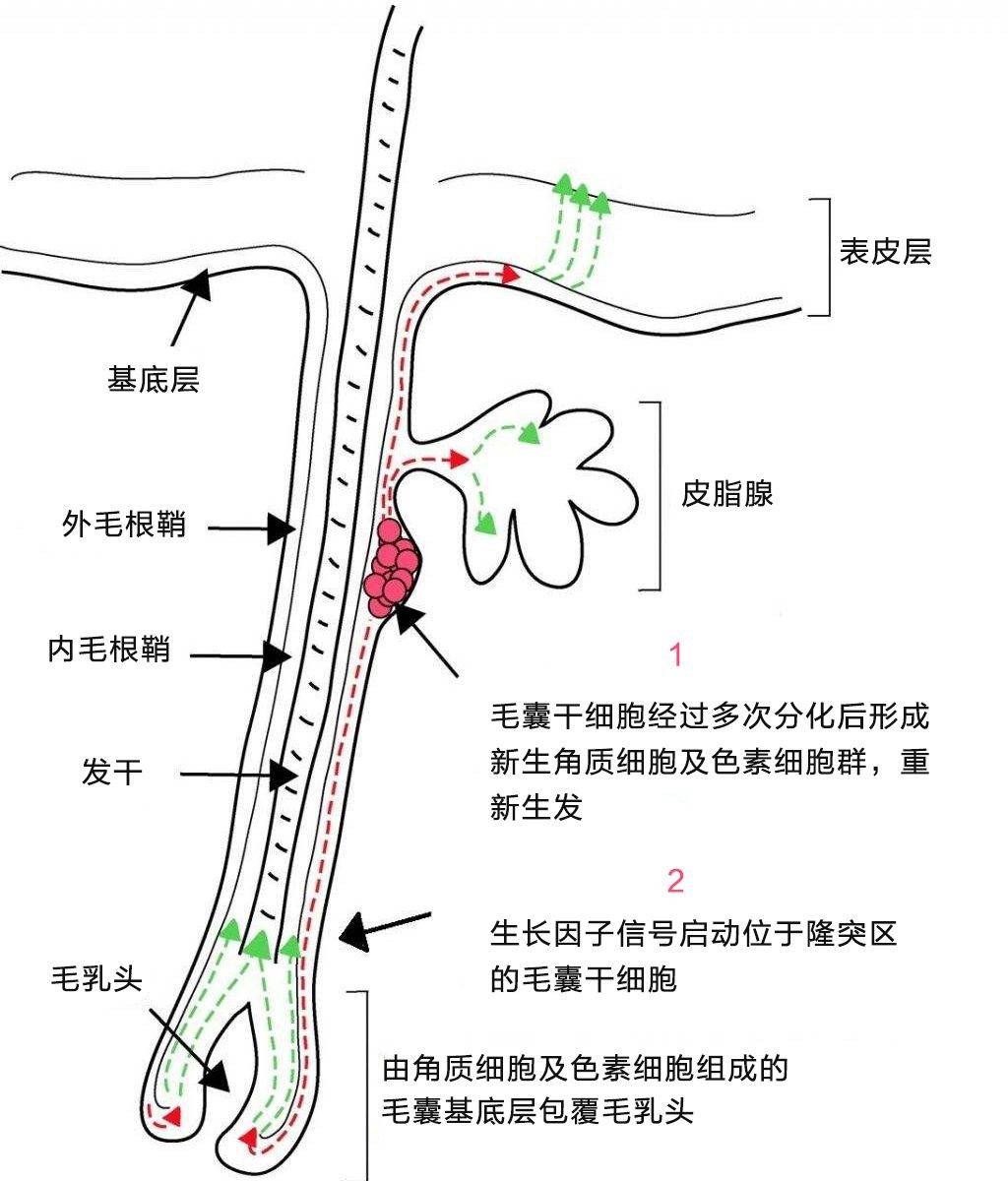 毛囊干细胞定植在毛囊隆突部位,具有干细胞的特性,包括多向分化潜能