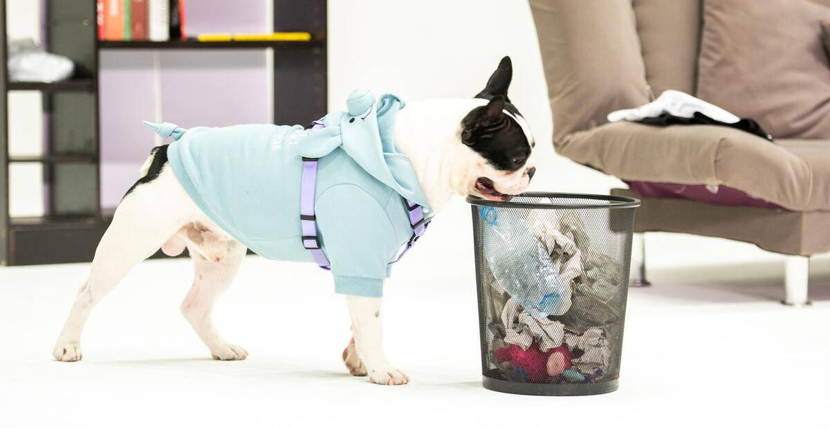 原创惊狗狗翻垃圾桶偷吃怎么办