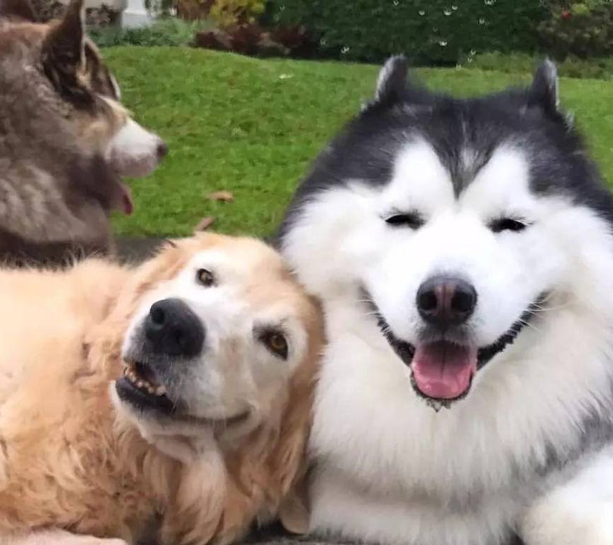 美国最美的混血哈士奇,笑起来咪咪眼,可爱死了!_maru_主人_金毛