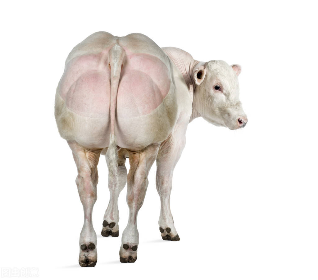 人类改造的肌肉牛一天能长3斤肉为何我国不引进