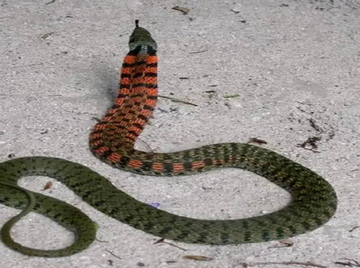 虎斑颈槽蛇-甘肃野生动物-图片