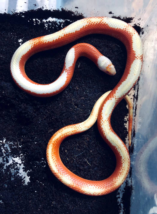 这种蛇,被人误认为喜欢偷喝牛奶-宠物奶蛇图鉴