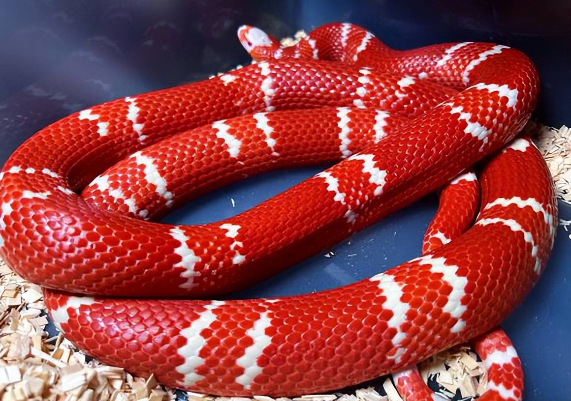 原创这种蛇被人误认为喜欢偷喝牛奶宠物奶蛇图鉴