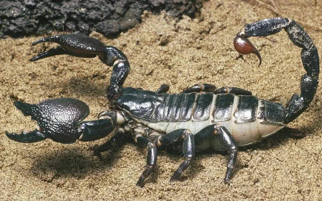 蝎子独特育子方式,蝎子祖先巨水蝎体长达两米以上,五毒之一