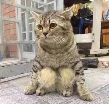原创小胖猫乖乖蹲坐在地上这姿势跟个小人儿似的网友一看被萌翻