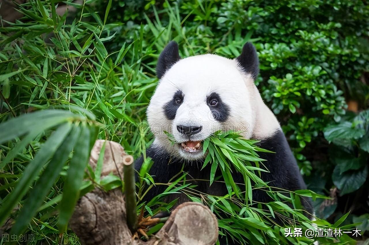 陕西野生熊猫图片