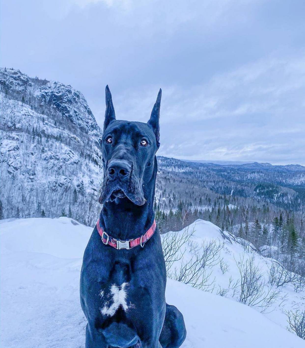 原创135斤大狗总一脸严肃看起来像恶犬其实路人都爱跟它拍照