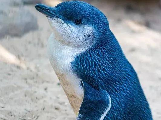小蓝企鹅真实图片
