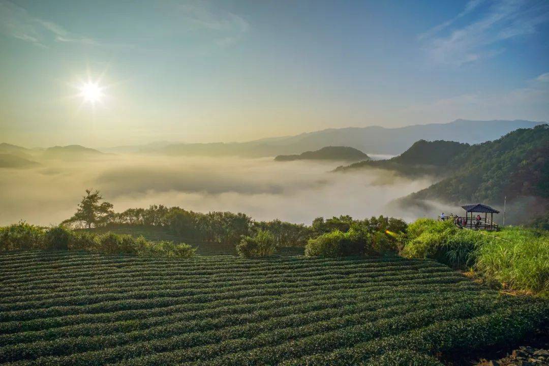 理想华莱:美丽思茅,一座茶城,绽放异彩_云南省_普洱_少数民族