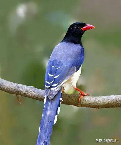 大自然珍贵罕见的鸟类,美丽活泼,呆萌可爱,体型奇特_小鸟_山雀_糊糊