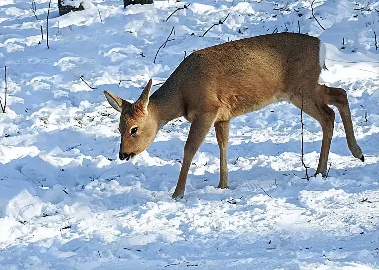 原创内蒙古出现罕见的白狍长相独特但终将被自然淘汰