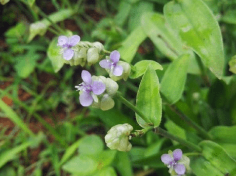 原創農村這種雜草人稱痰火草可以止咳化痰是民間妙藥良方