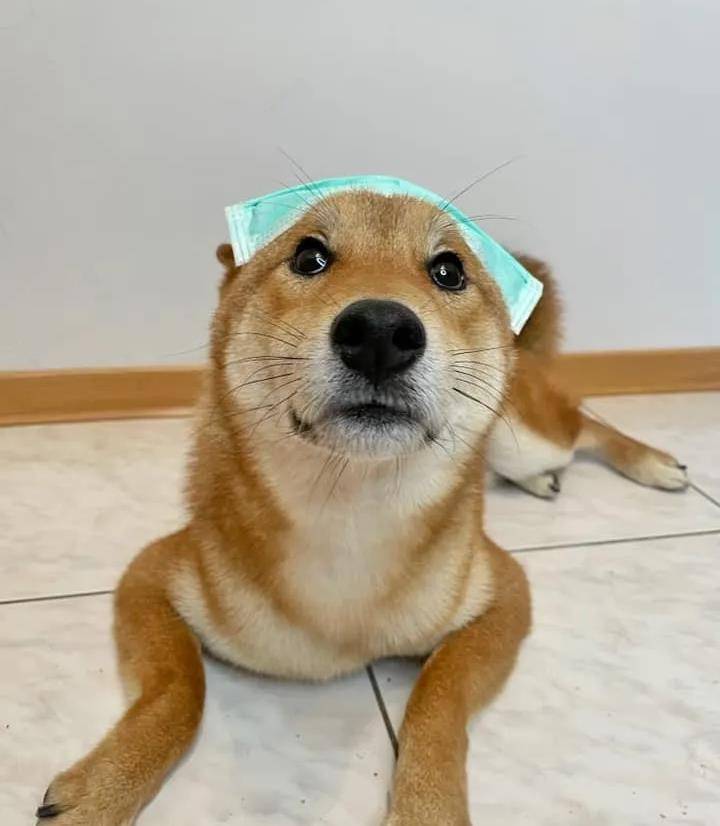 柴犬被主人"五花大绑",下一秒却很配合,竟是被提前收买了?