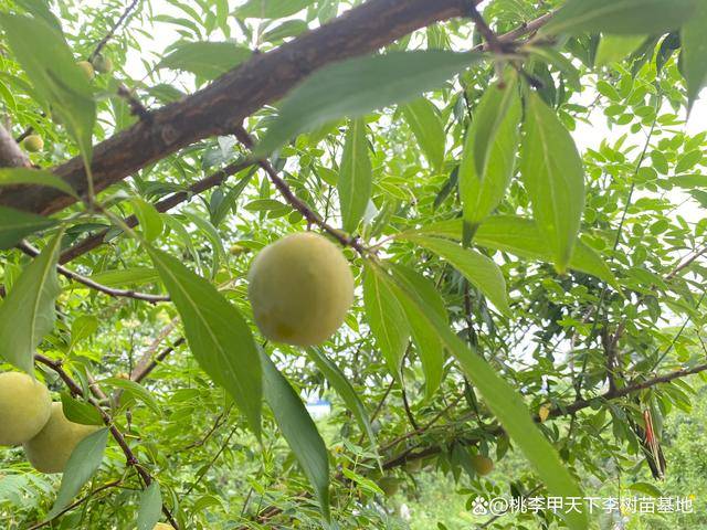「桃李李子苗基地」李子核怎么种才能发芽——下_土壤_光合作用_进行