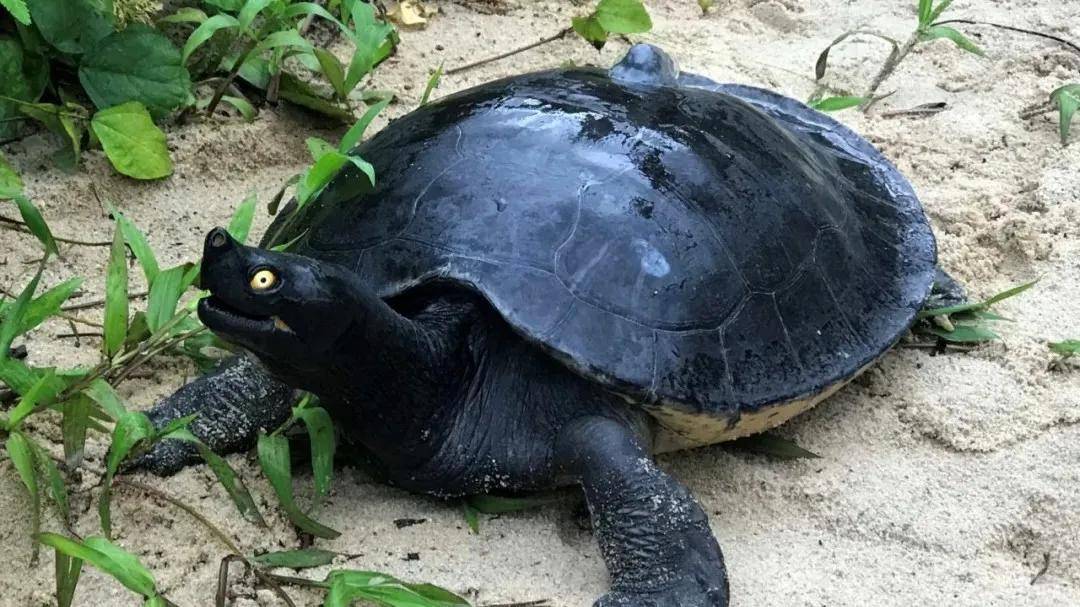 马来潮龟southernriverterrapin