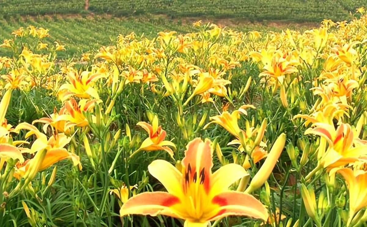 黄花菜叶枯病危害重如何防治