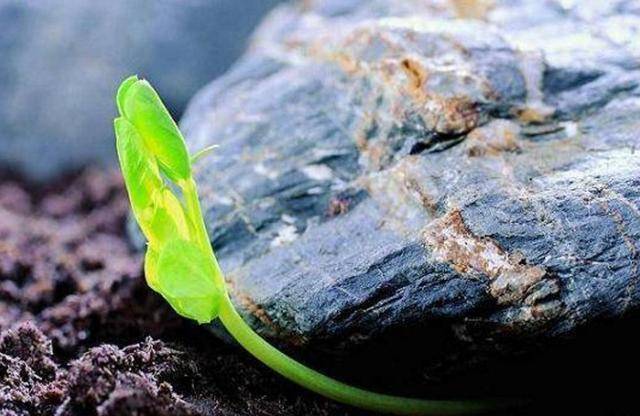 做人如草,活着就好_小草_单位_石头