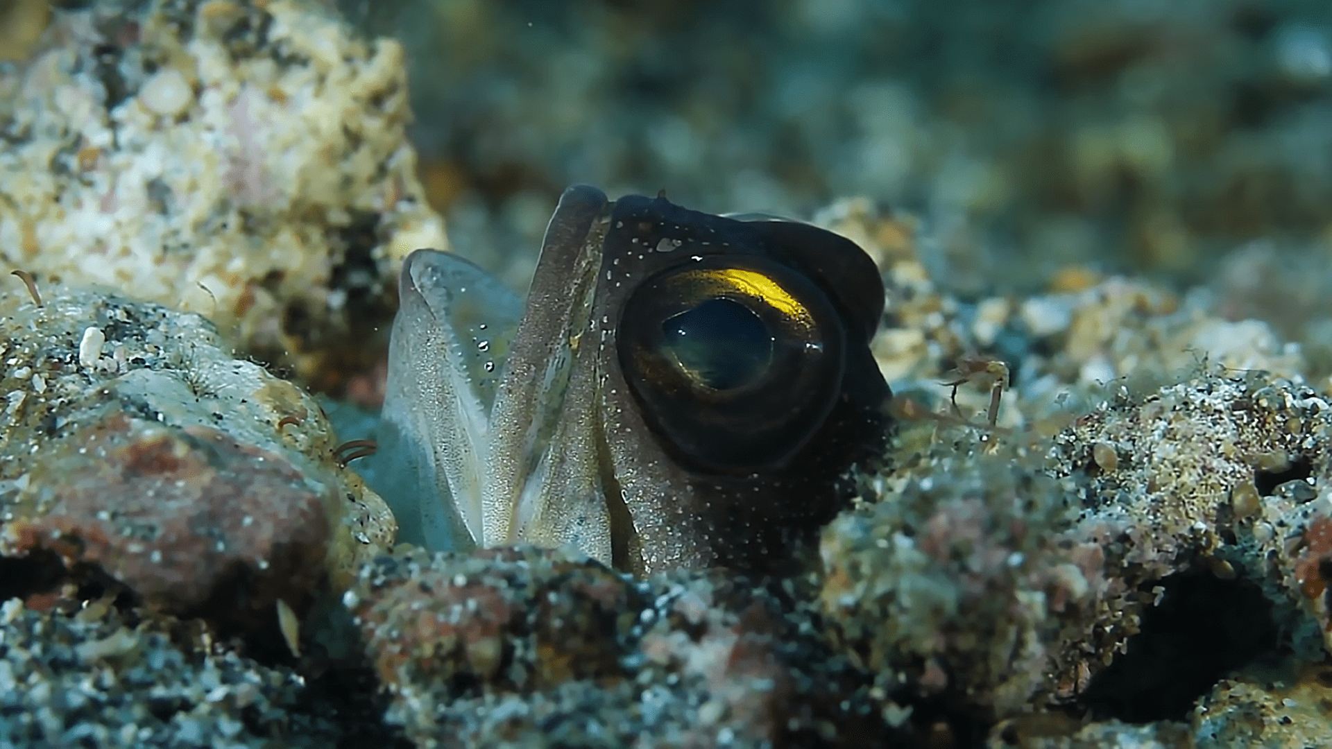 大嘴_科学家们_因为