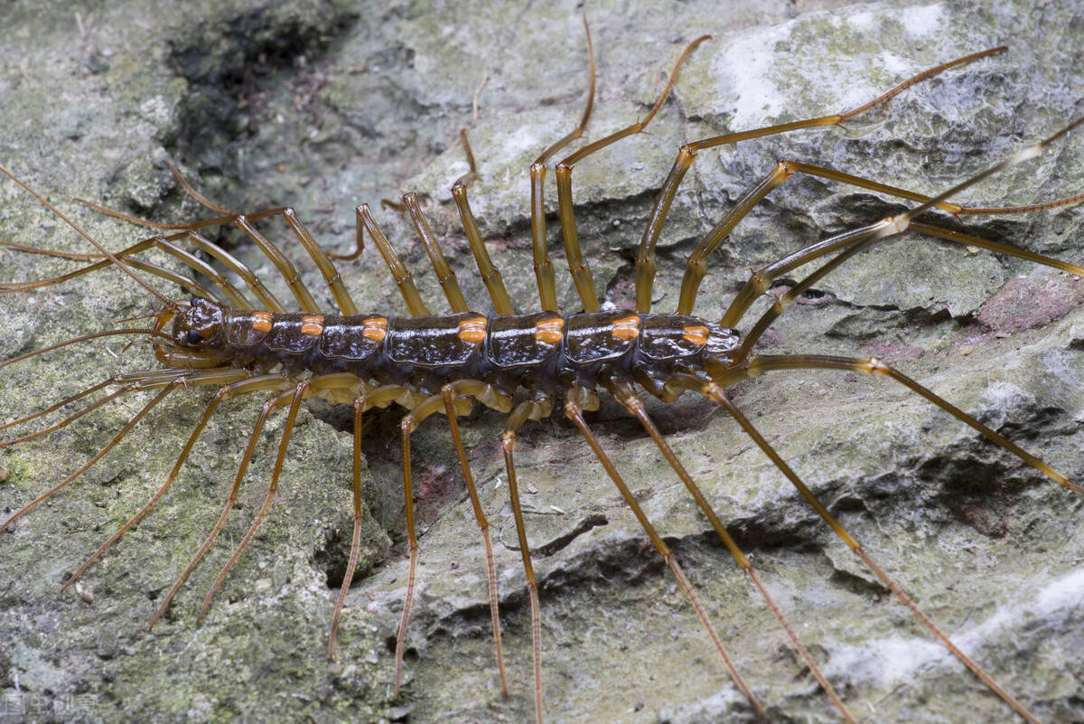 百足飞腿|蚰蜒(草鞋底子)_昆虫_虫子_地方