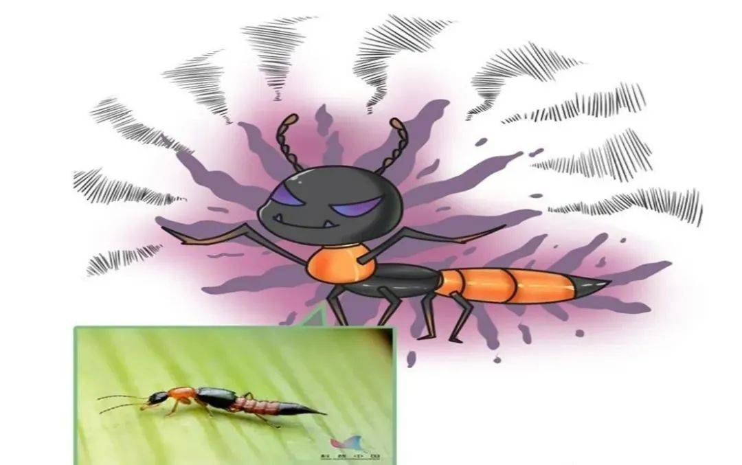 毒隐翅虫是甲虫的一种,属于昆虫纲,鞘翅目,隐翅虫科,毒隐翅虫属