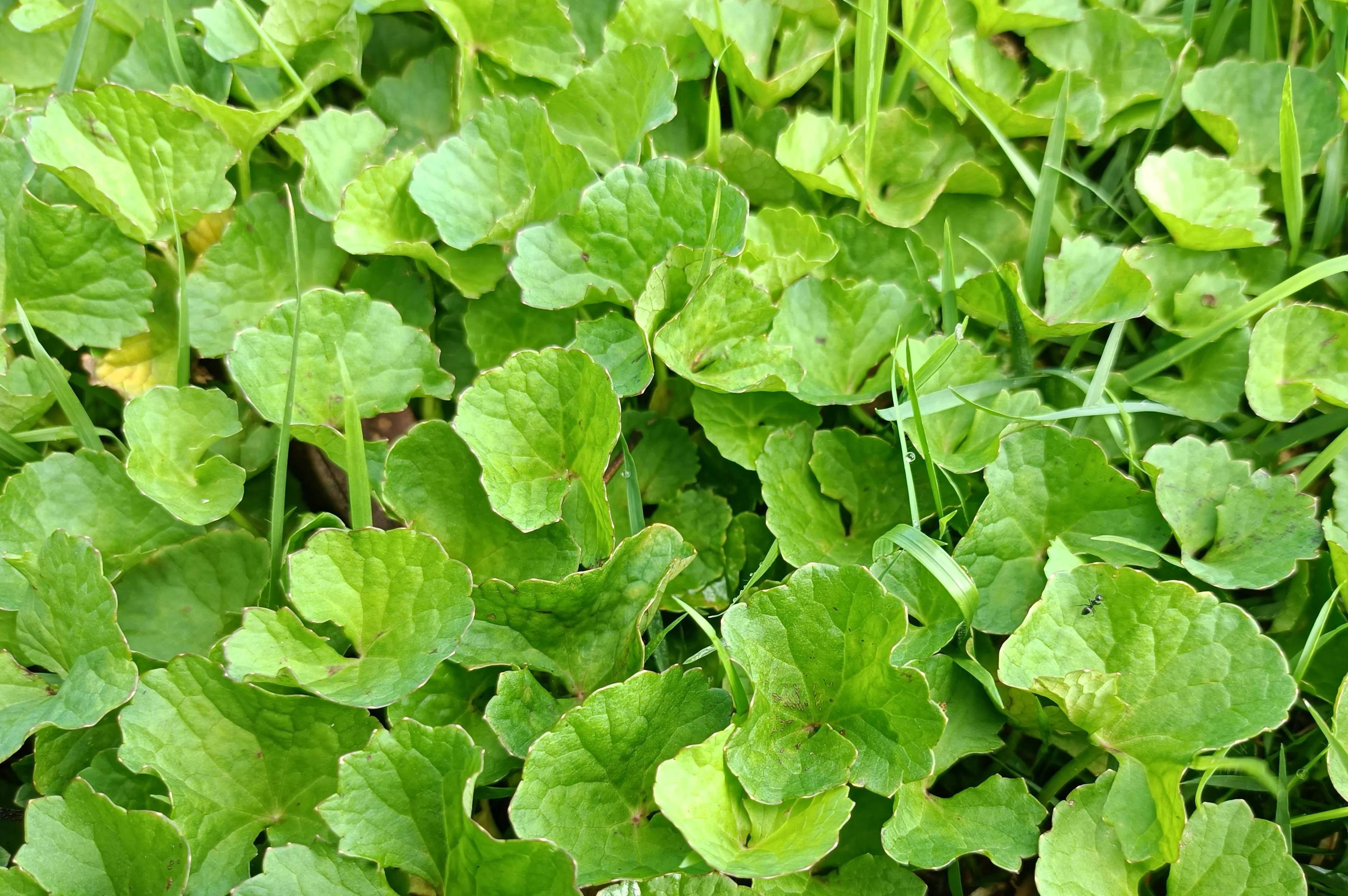 煮湯是一絕,營養豐富價值高,若家鄉遇見請重視_燈盞_野菜_功效