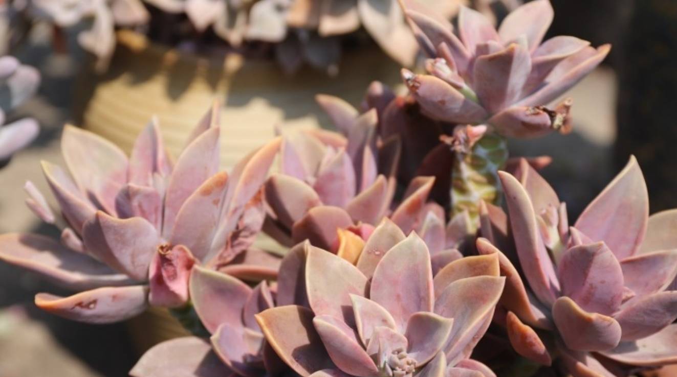 多肉徒长别担心 做好这2点 新手都能轻松养好多肉 进行 养护 光照