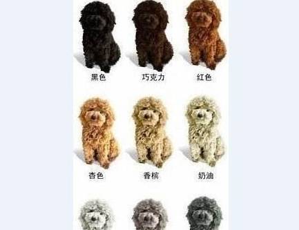 贵宾犬有多少种颜色 原来有这么多 泰迪 毛色 都会