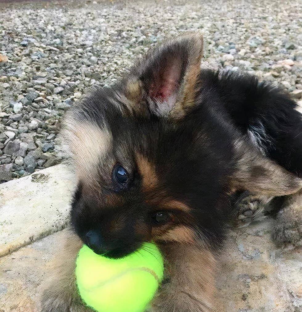 长得像德牧的小型犬图片