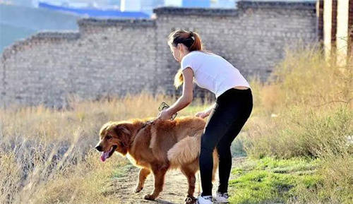 2011年,婆婆卖掉儿媳的宠物狗,儿媳打掉腹中三个月胎儿酿成悲剧_李