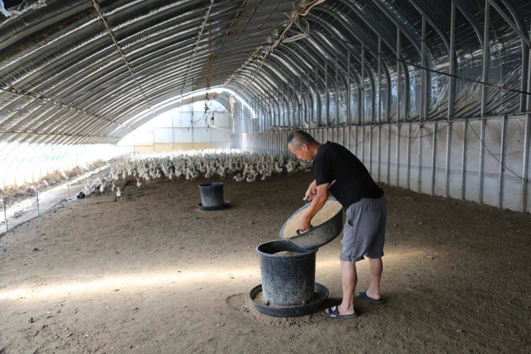 舒兰市:白鹅养殖"钱"景好 鹅农增收笑开颜_发展_法特镇_园区