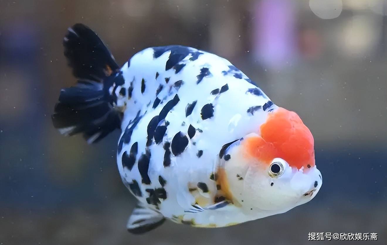 古香古色的兰寿金鱼——奶牛寿、水墨寿、重墨寿,你喜欢哪一种?_黑色_红白色_国人