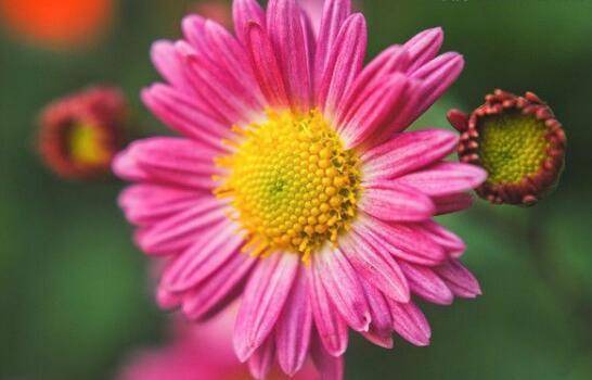 7月12日 7月31日财运到 姻缘到 添丁添喜 三喜临门的三大星座 狮子座 事情 好运