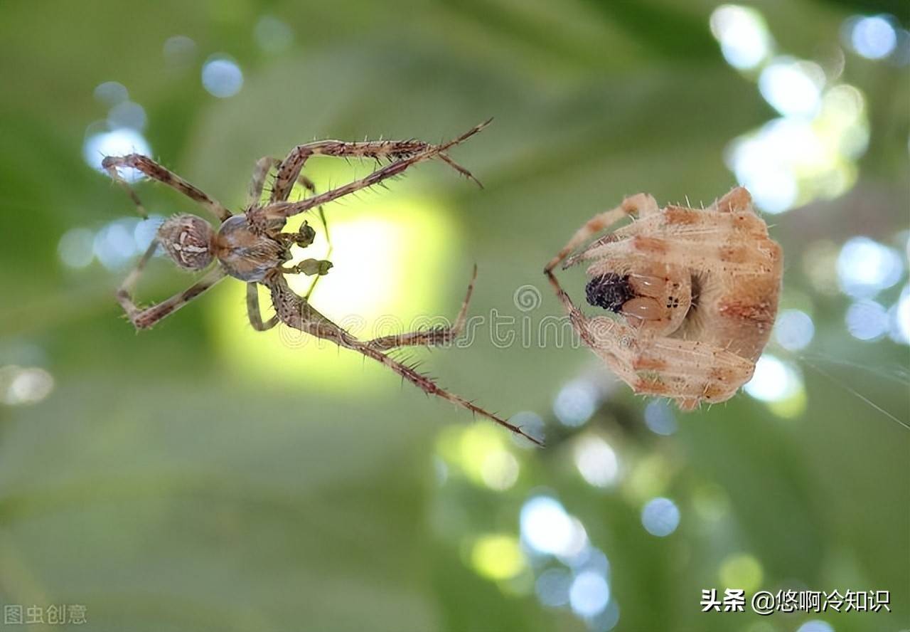 雄性蜘蛛竟然是沒有生殖器官的,那是怎麼生產下一代的?