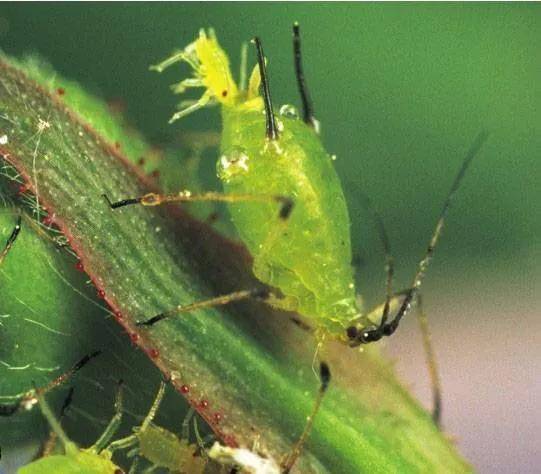 原创繁殖能力最强的动物一只雌蚜虫一年中能产出10亿只小蚜虫
