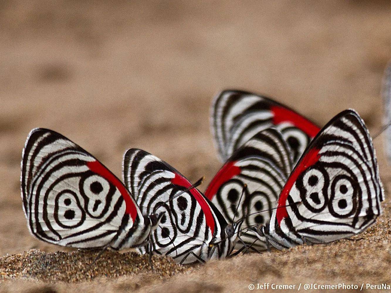 原创这些蝴蝶身上有怪异的吉祥数字